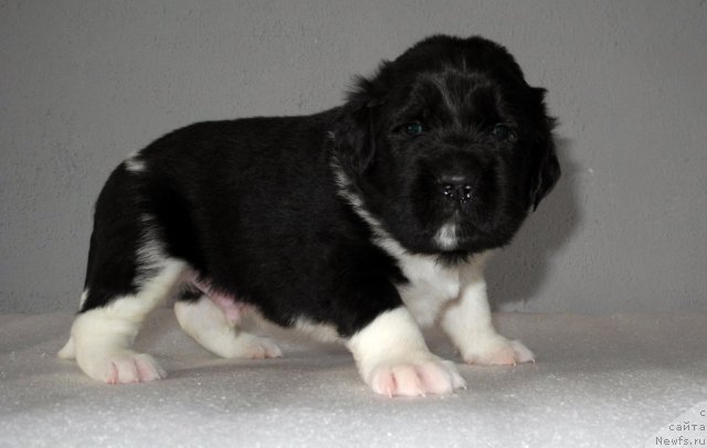 Фото: ньюфаундленд Skayuoker YEnakin Djeday (Скайуокер Энакин Джедай)