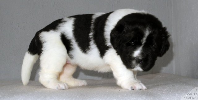 Фото: ньюфаундленд Sasha Gabriyel' Torres (Саша Габриэль Торрес)