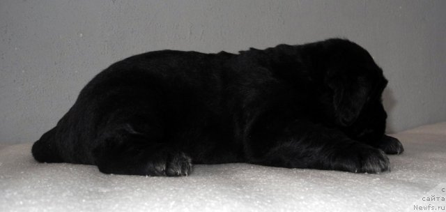 Фото: ньюфаундленд Simba De Lores (Симба Де Лорес)