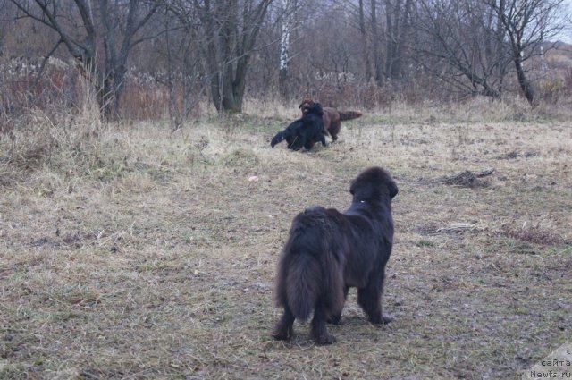 Фото: ньюфаундленд Sent Djons Lesnaya Feya (Сент Джонс Лесная Фея), ньюфаундленд Beguschaya po Volnam Foget Mi Not (Бегущая по Волнам Фогет Ми Нот), ньюфаундленд Ocharovashka s Berega Dona (Очаровашка с Берега Дона)