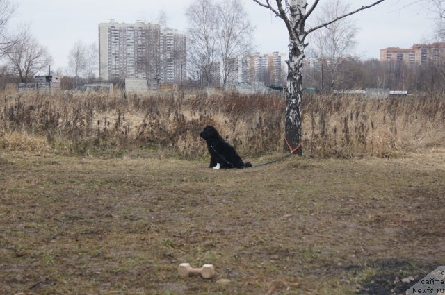 Фотография № 111130