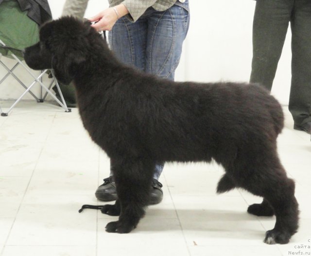 Фото: ньюфаундленд Beguschaya po Volnam Shade Color of Life (Бегущая по Волнам Шадэ Колор оф Лифе)