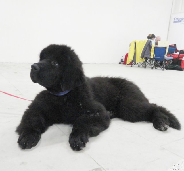 Фото: ньюфаундленд Beguschaya po Volnam Shade Color of Life (Бегущая по Волнам Шадэ Колор оф Лифе)