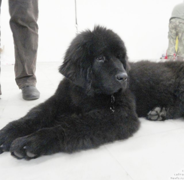 Фото: ньюфаундленд Beguschaya po Volnam Shade Color of Life (Бегущая по Волнам Шадэ Колор оф Лифе)