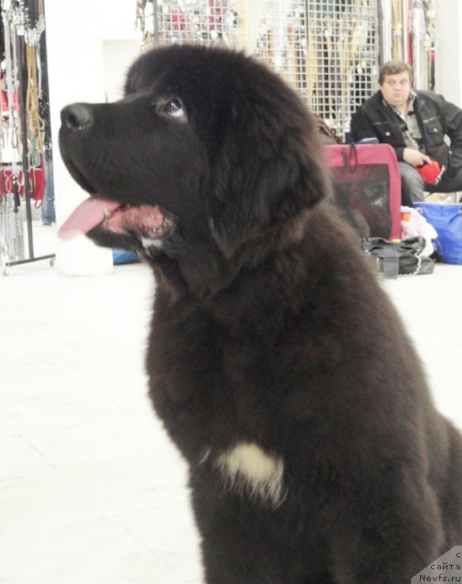 Фото: ньюфаундленд Beguschaya po Volnam Shade Color of Life (Бегущая по Волнам Шадэ Колор оф Лифе)