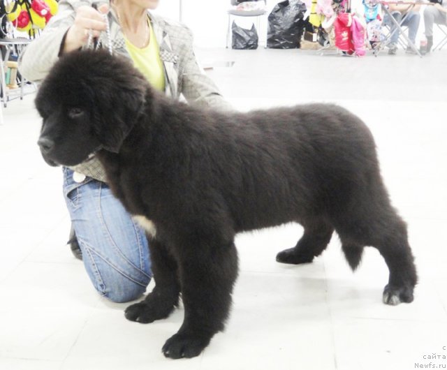 Фотография № 111159