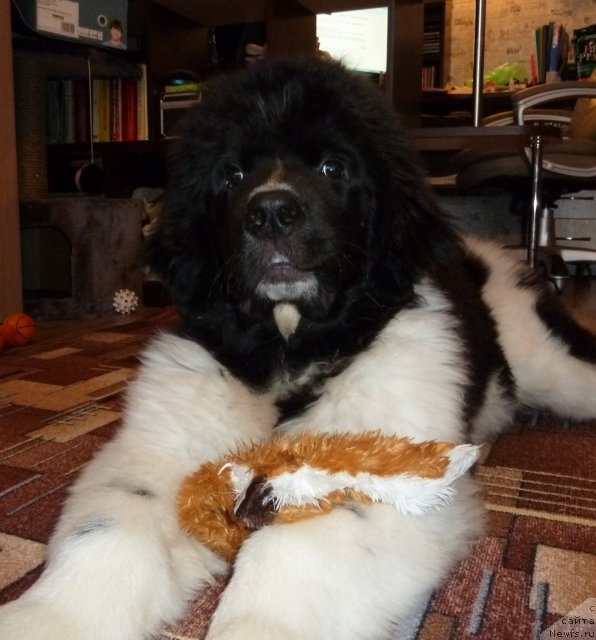 Фото: ньюфаундленд Fiamettahauz Primo Orso Neo (Фиаметтахауз Примо Орсо Нео)