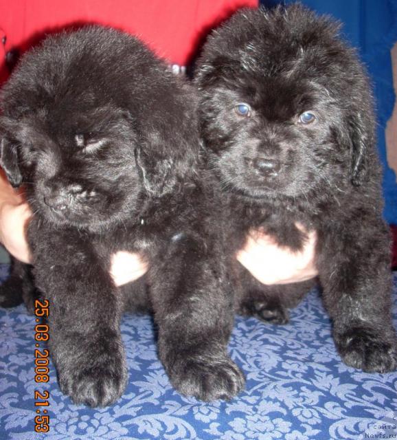 Фото: ньюфаундленд Korra B'yuti (Корра Бьюти), ньюфаундленд Konni Flayfi (Конни Флайфи)