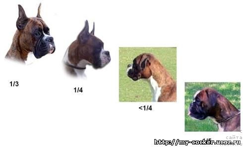 Фотография № 111170