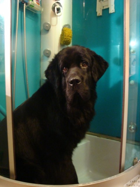 Фото: ньюфаундленд Piternyuf Nota Bene (Питерньюф Нота Бене)