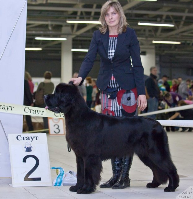 Фото: ньюфаундленд New Beothuks Gold for Smigar