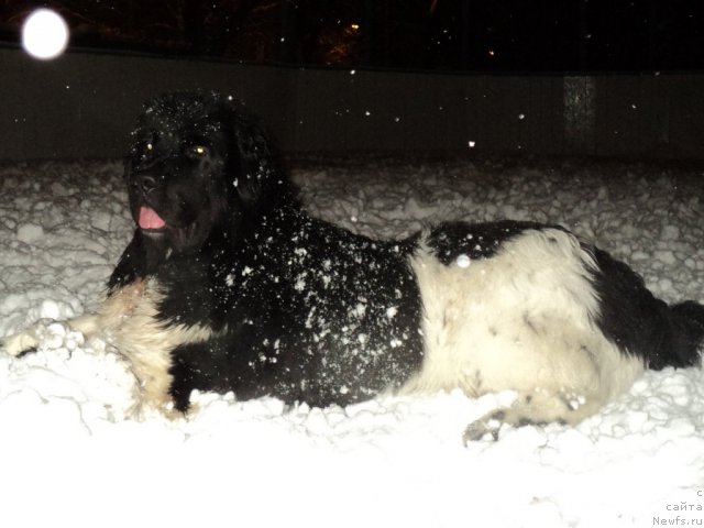 Фото: ньюфаундленд Plushevaya Panda Ferrero Rond Noir (Плюшевая Панда Ферреро Ронд Нуар)