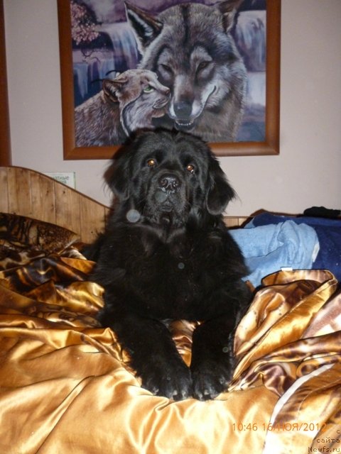 Фото: ньюфаундленд Vashington (Вашингтон)