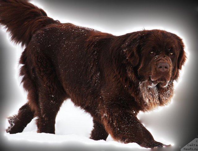 Фото: ньюфаундленд Velikiy Medved' Kameliya (Великий Медведь Камелия)