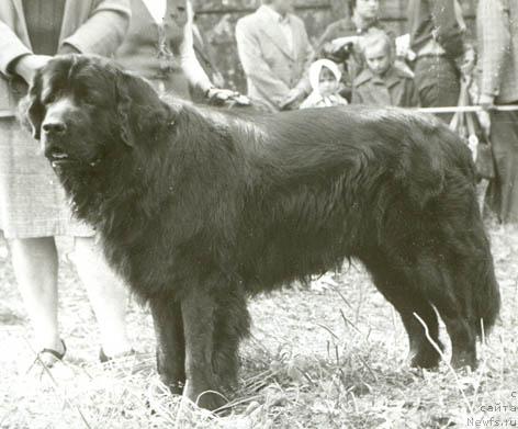 Фото: ньюфаундленд Orro (Орро)