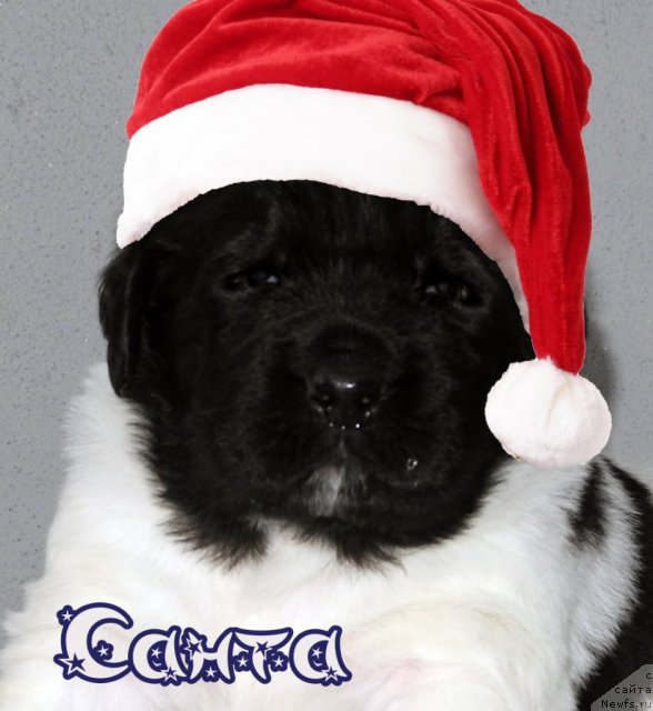 Фото: ньюфаундленд Santa De La Moris (Санта Де Ла Морис)