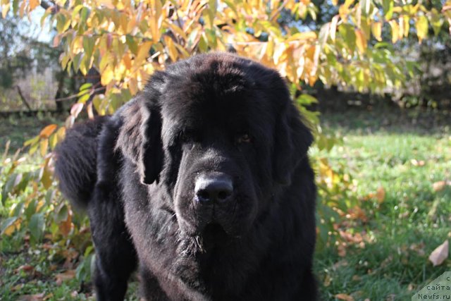 Фото: ньюфаундленд Parker s Berega Dona (Паркер с Берега Дона)