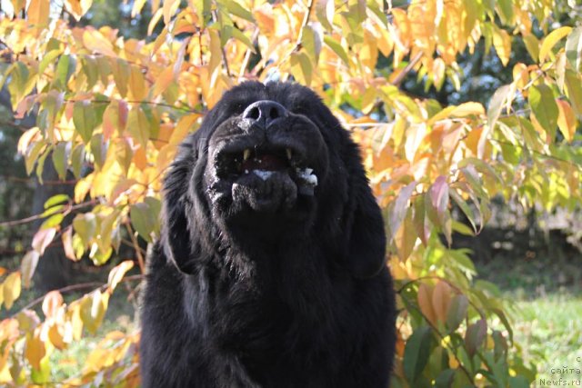 Фото: ньюфаундленд Parker s Berega Dona (Паркер с Берега Дона)