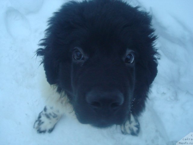 Фото: ньюфаундленд Keeper Soul Nice Guy (Кипер Соул Найс Гай)