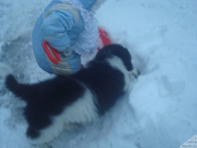 Фото: ньюфаундленд Keeper Soul Nice Guy (Кипер Соул Найс Гай)