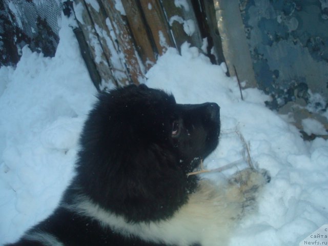 Фото: ньюфаундленд Keeper Soul Nice Guy (Кипер Соул Найс Гай)