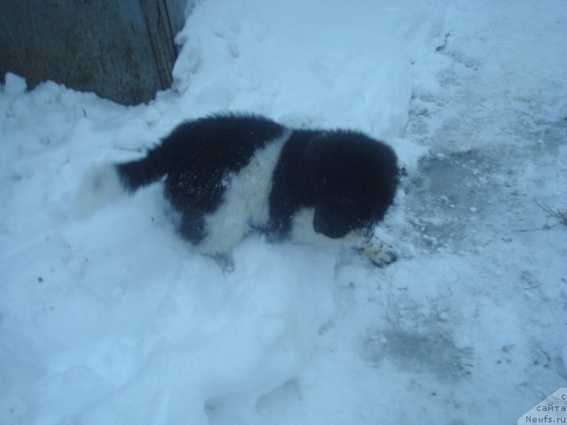 Фото: ньюфаундленд Keeper Soul Nice Guy (Кипер Соул Найс Гай)