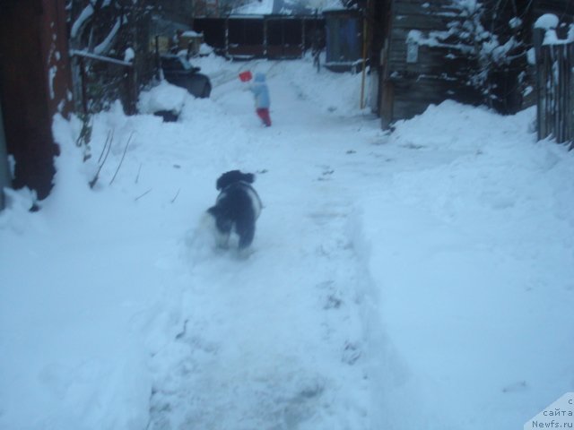 Фото: ньюфаундленд Keeper Soul Nice Guy (Кипер Соул Найс Гай)