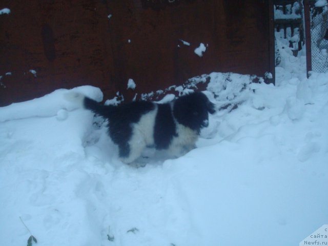 Фото: ньюфаундленд Keeper Soul Nice Guy (Кипер Соул Найс Гай)