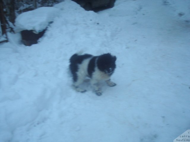 Фото: ньюфаундленд Keeper Soul Nice Guy (Кипер Соул Найс Гай)