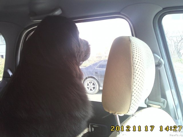 Фото: ньюфаундленд Nessi Blyek s  Lesnoy Zaimki (Несси Блэк с  Лесной Заимки)