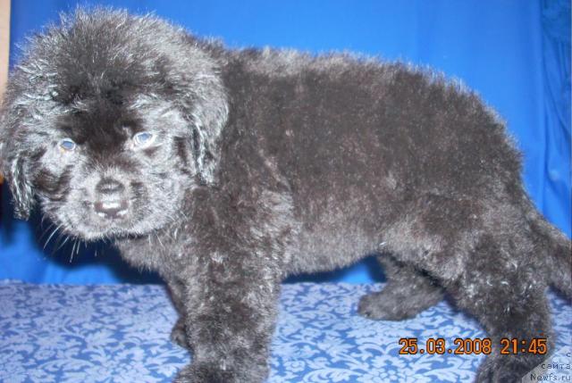 Фото: ньюфаундленд Korra B'yuti (Корра Бьюти)