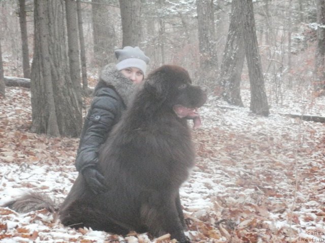 Фото: ньюфаундленд Aquatoriya Kelvin Riverdance (Акватория Келвин Риверданс)