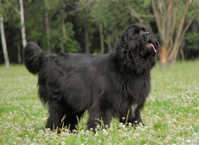 Фото: ньюфаундленд Donats Prayd Anjyel in ye Flyesh (Донатс Прайд Анжэл ин э Флэш)