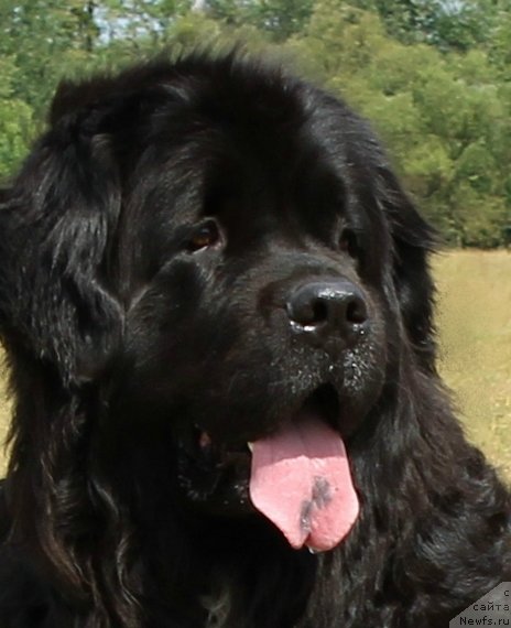 Фото: ньюфаундленд Bavariya (Бавария)