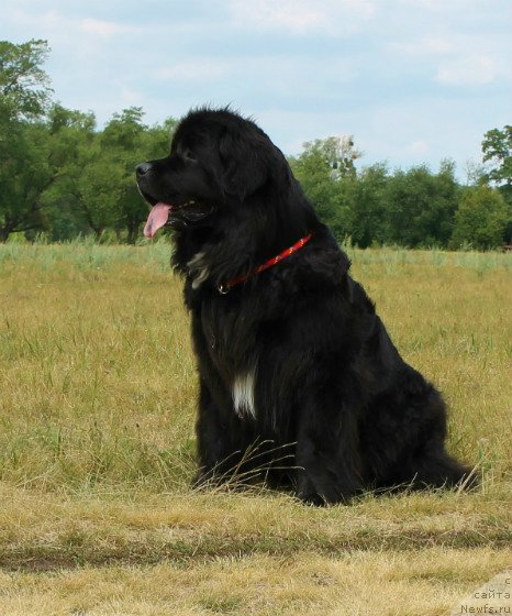 Фото: ньюфаундленд Bavariya (Бавария)