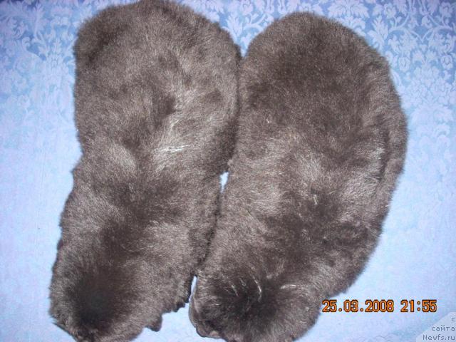 Фото: ньюфаундленд Korra B'yuti (Корра Бьюти), ньюфаундленд Konni Flayfi (Конни Флайфи)