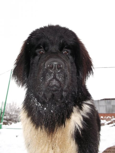 Фото: ньюфаундленд Izyaschnaya Galateya (Изящная Галатея)