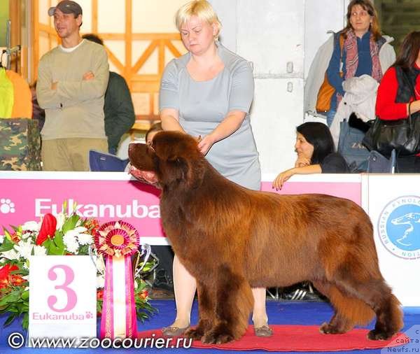 Фото: ньюфаундленд Aquatoriya Kelvin Reds Begin and Win (Акватория Келвин Редс Бегин энд Вин)