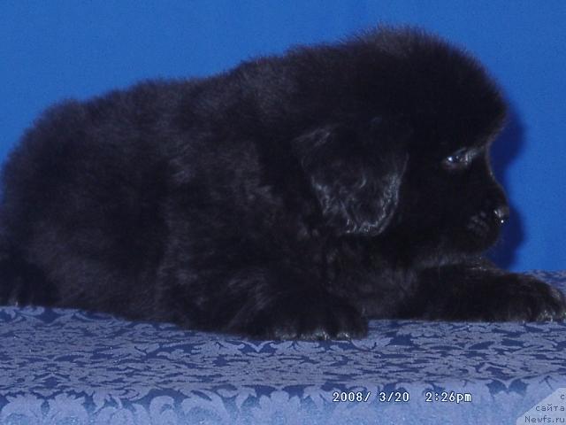 Фото: ньюфаундленд Kaiden Playful (Кайден Плейфул)