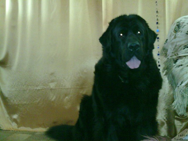 Фото: ньюфаундленд Velikiy Medved' Zagadka (Великий Медведь Загадка)