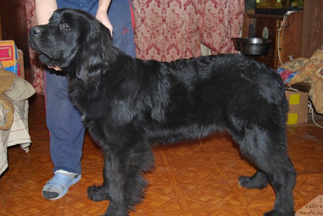 Фото: ньюфаундленд Super Premium Lav Mi Tender (Супер Премиум Лав Ми Тендер)