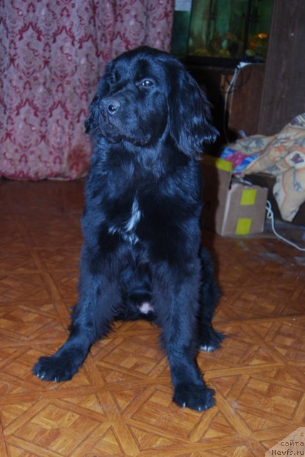 Фото: ньюфаундленд Super Premium Lav Mi Tender (Супер Премиум Лав Ми Тендер)