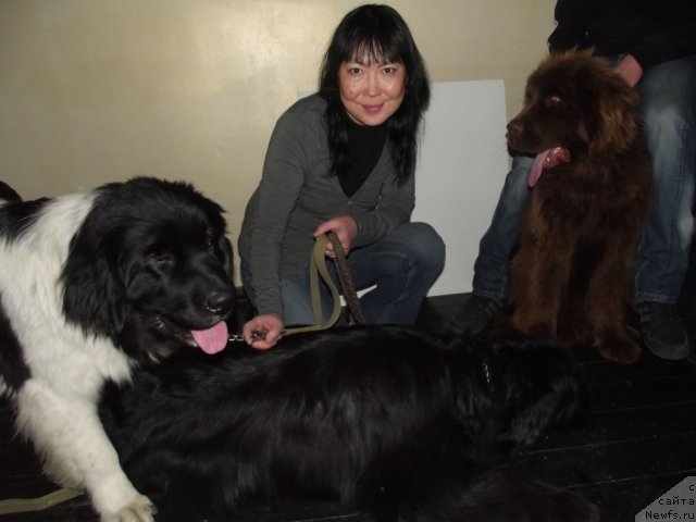 Фото: ньюфаундленд Yudzhiniya iz Medvejyego Yara (Юджиния из Медвежьего Яра)