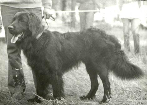 Фото: ньюфаундленд Konde (Конде)