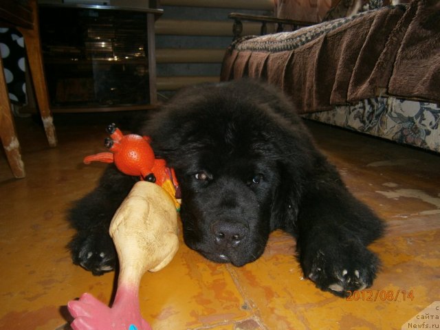 Фото: ньюфаундленд Beguschaya po Volnam Centurion Prior (Бегущая по Волнам Центурион Приор)