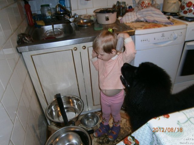 Фото: ньюфаундленд Beguschaya po Volnam Centurion Prior (Бегущая по Волнам Центурион Приор)