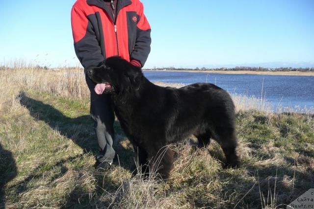 Фото: ньюфаундленд Zvezda Rostova s Berega Dona (Звезда Ростова с Берега Дона)