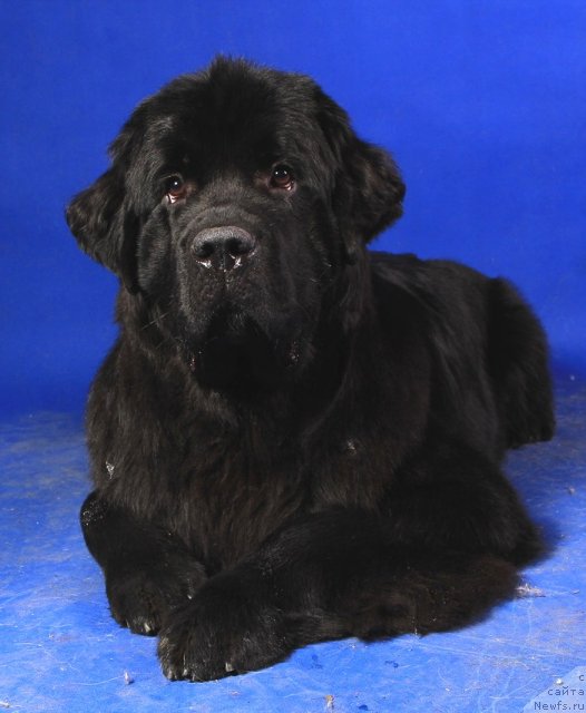 Фото: ньюфаундленд Belkonder-Club Ugli-Boogli (Белкондер-Клаб Угли-Бугли)