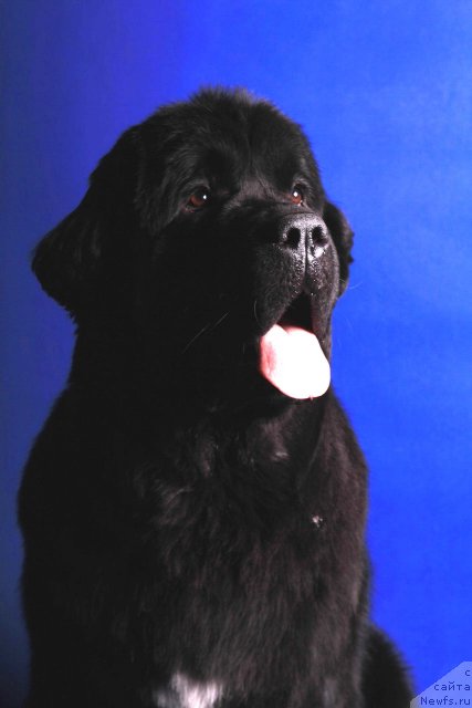 Фото: ньюфаундленд Belkonder-Club Ugli-Boogli (Белкондер-Клаб Угли-Бугли)