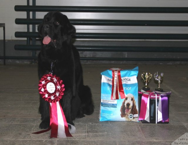 Фото: ньюфаундленд Belkonder-Club Ugli-Boogli (Белкондер-Клаб Угли-Бугли)